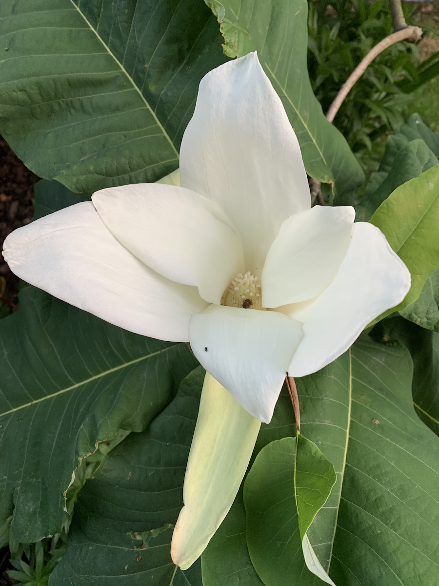 macrophylla ssp ashei